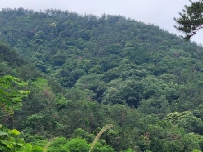 여수시 율촌면 산수리 임야 경매 물건 사진
