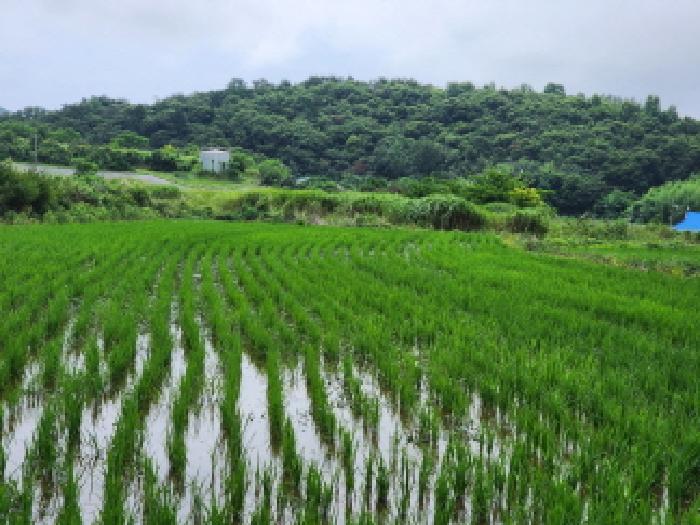 여수시 소라면 관기리 답 경매 물건 사진