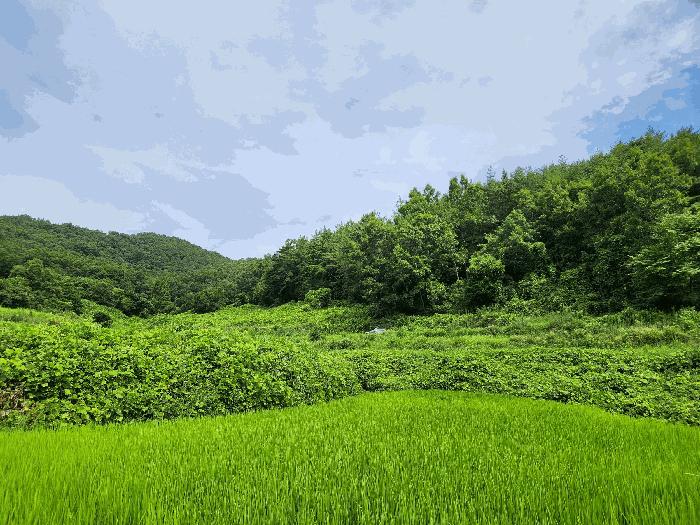 보성군 율어면 이동리 대지 경매 물건 사진