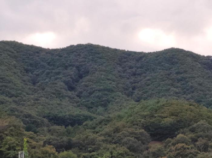 광양시 중군동 산12-7 임야 경매 물건 사진