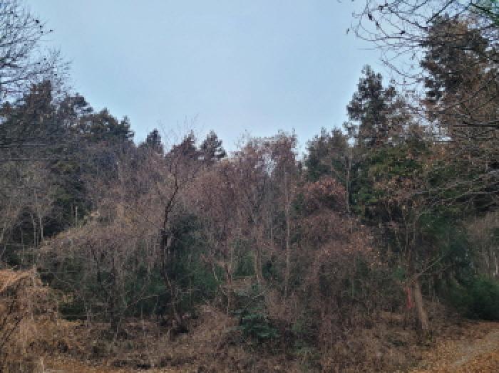 여수시 율촌면 가장리 임야 경매 물건 사진