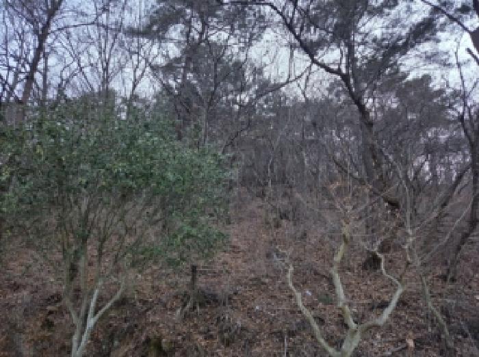 순천시 해룡면 호두리 임야 경매 물건 사진