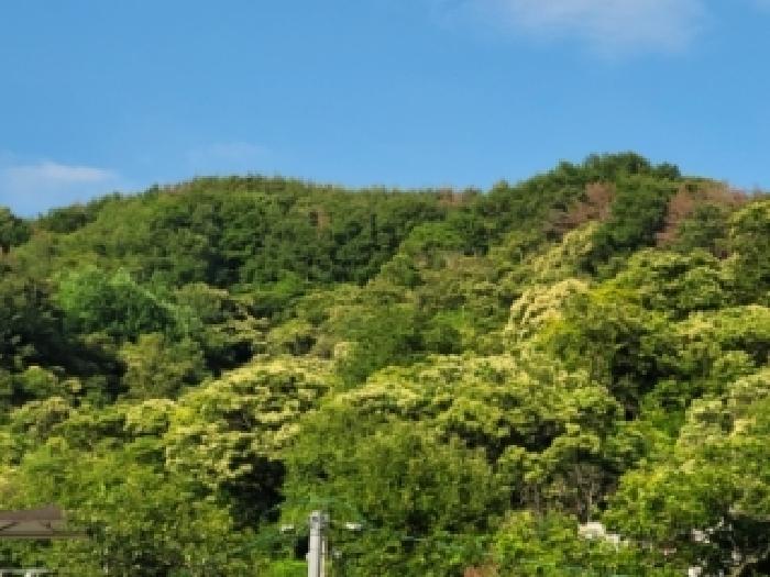여수시 소라면 현천리 임야 경매 물건 사진