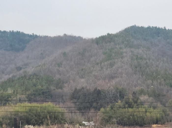 고흥군 동강면 마륜리 임야 경매 물건 사진