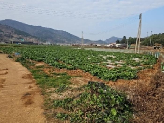 진도군 고군면 지막리 답 경매 물건 사진