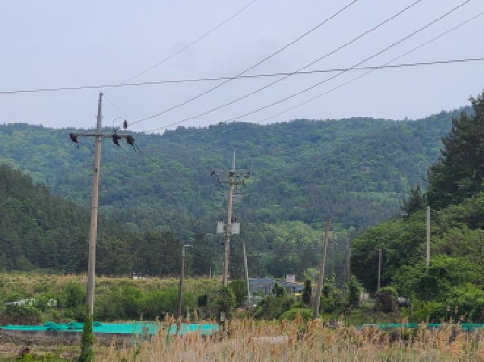 완도군 약산면 우두리 임야 경매 물건 사진