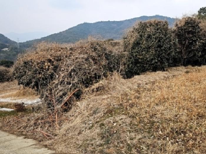 완도군 군외면 신학리 전답 경매 물건 사진