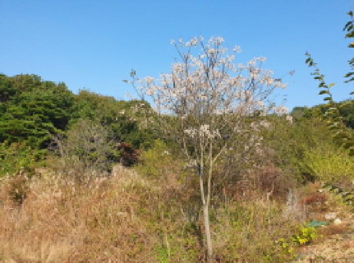 전주시 완산구 상림동 전답 경매 물건 사진