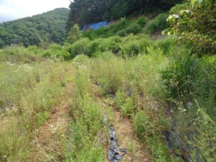 무주군 설천면 심곡리 전 경매 물건 사진