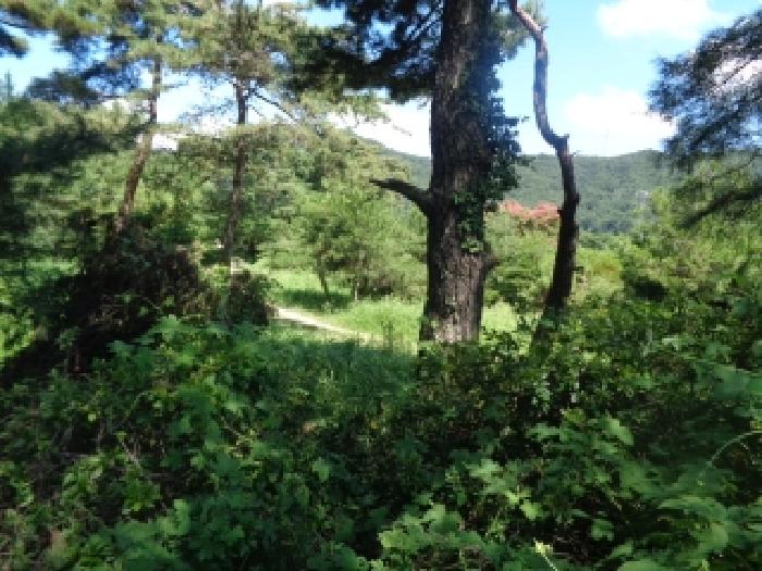전주시 완산구 색장동 전답 경매 물건 사진