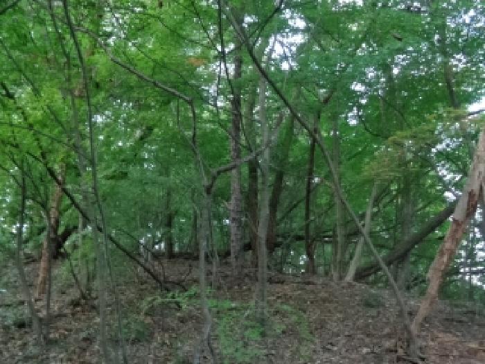 전주시 완산구 서서학동 임야 경매 물건 사진