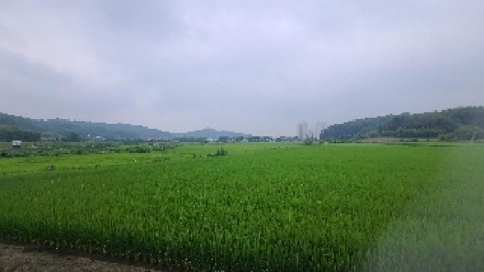 군산시 개정동 산111-2 임야 경매 물건 사진