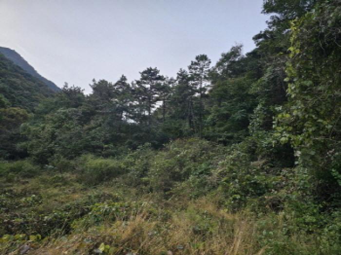 정읍시 신정동 319 임야 경매 물건 사진