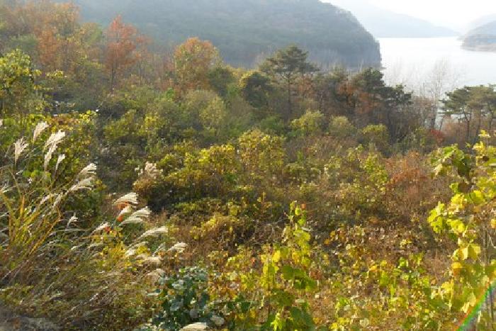 정읍시 산내면 장금리 임야 경매 물건 사진