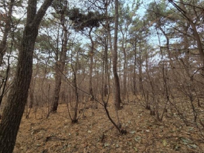 고창군 고창읍 화산리 임야 경매 물건 사진