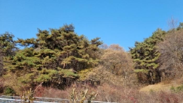 순창군 구림면 자양리 임야 경매 물건 사진
