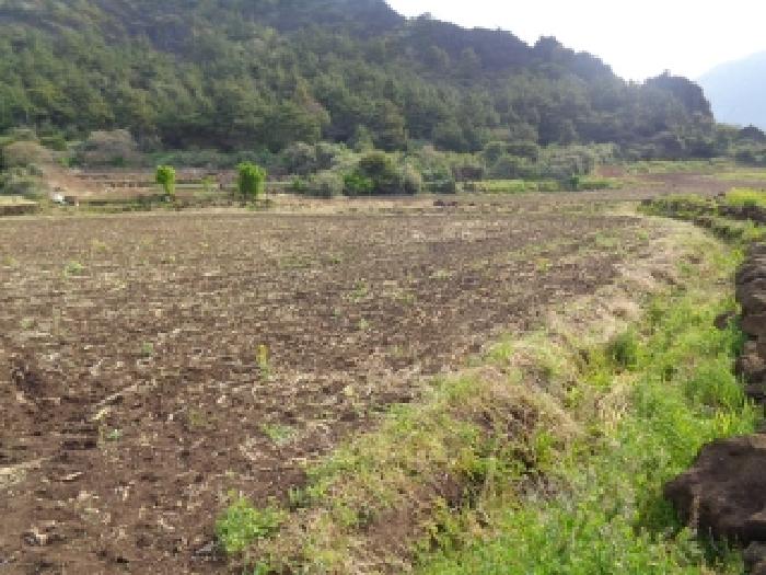 서귀포시 안덕면 사계리 전 경매 물건 사진
