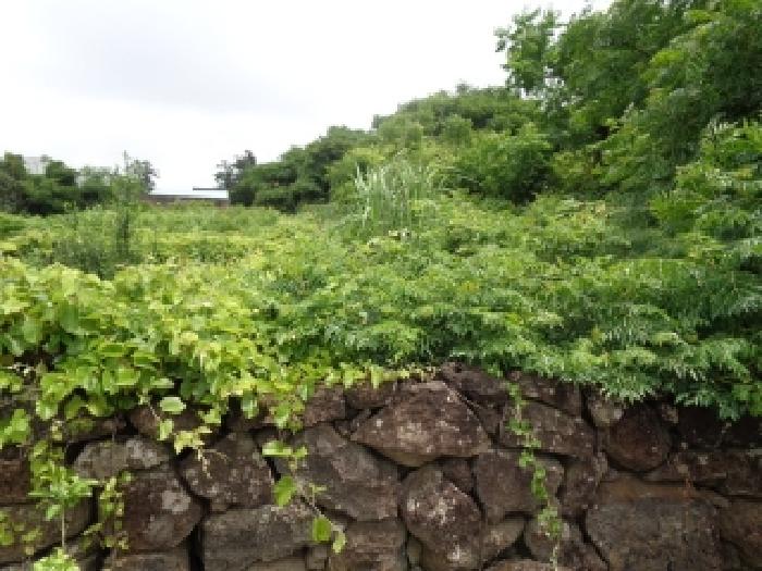 제주시 한경면 조수리 전 경매 물건 사진