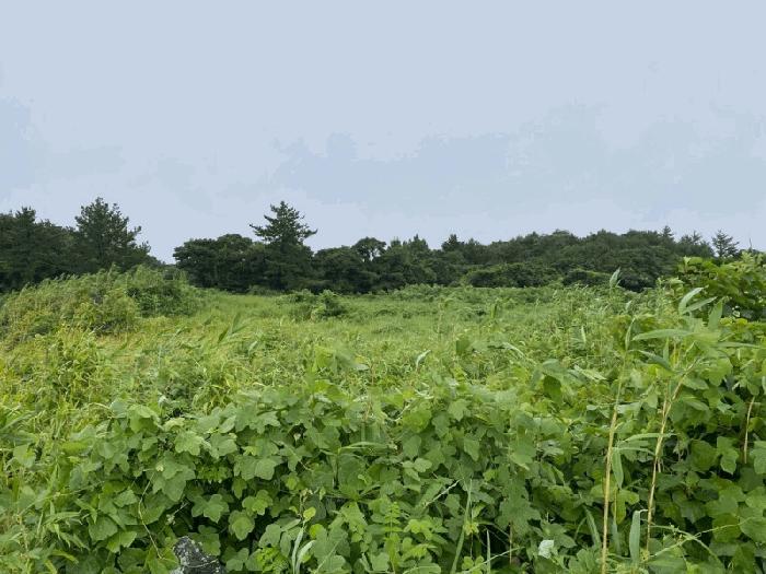 서귀포시 표선면 가시리 임야 경매 물건 사진
