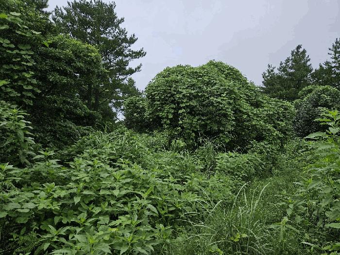 서귀포시 안덕면 상천리 임야 경매 물건 사진
