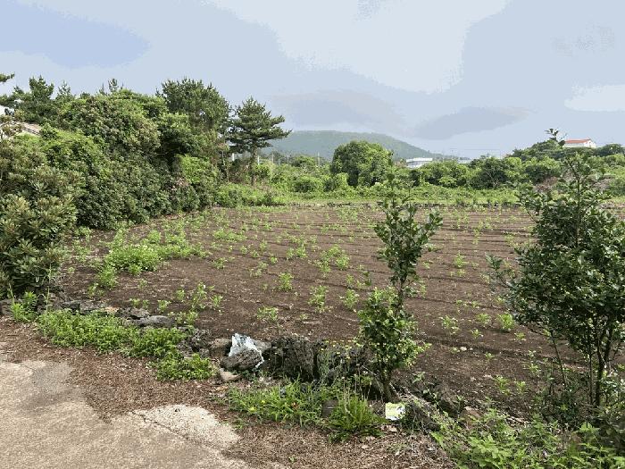 서귀포시 성산읍 고성리 전 경매 물건 사진