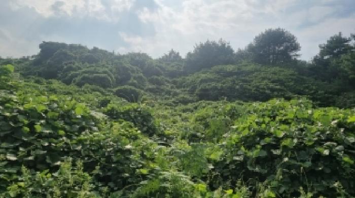 서귀포시 성산읍 난산리 대지,임야,전답 경매 물건 사진