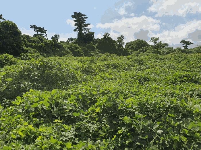 서귀포시 성산읍 시흥리 전 경매 물건 사진