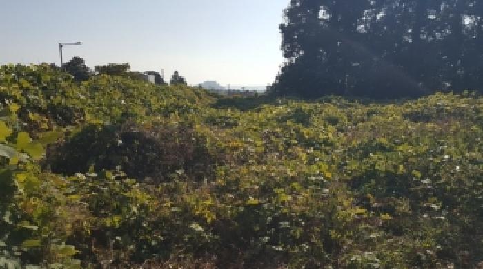 서귀포시 토평동 1164-1 대지,임야,전답 경매 물건 사진