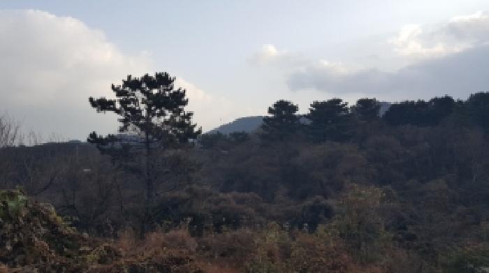 제주시 용강동 255 임야 경매 물건 사진