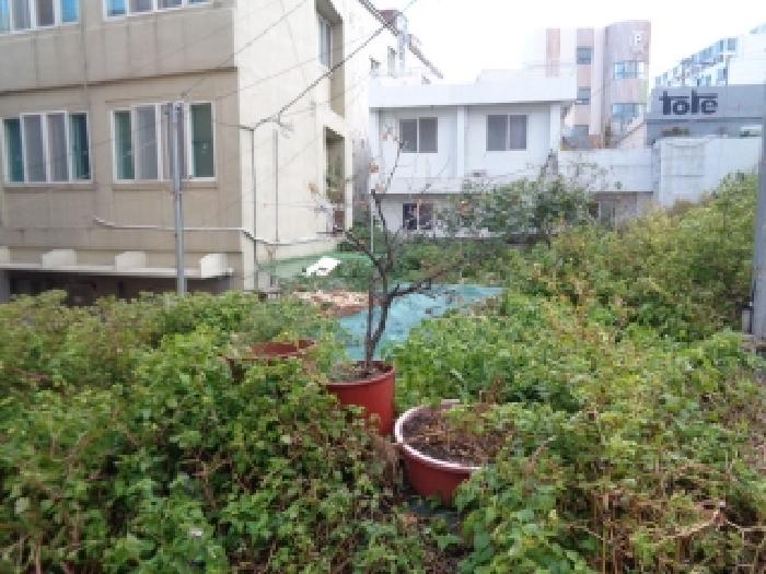 제주시 일도일동 1101 대지 경매 물건 사진