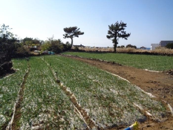 서귀포시 대정읍 일과리 창고시설 경매 물건 사진