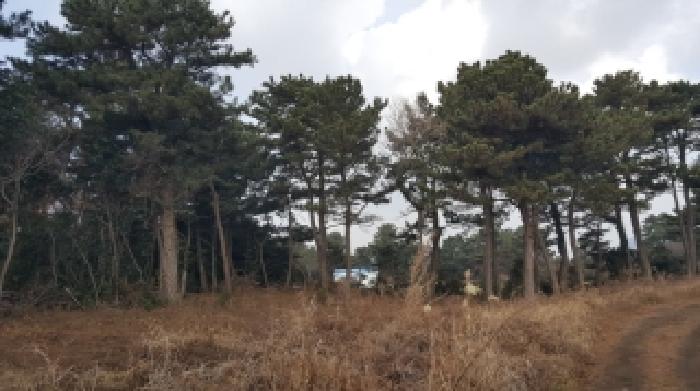 서귀포시 성산읍 오조리 임야 경매 물건 사진