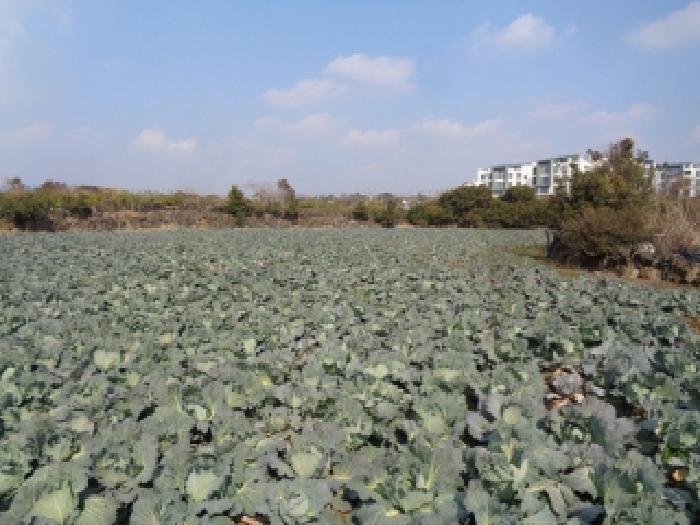 제주시 한경면 저지리 전답 경매 물건 사진