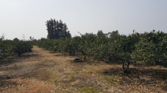 서귀포시 표선면 토산리 과수원 경매 물건 사진