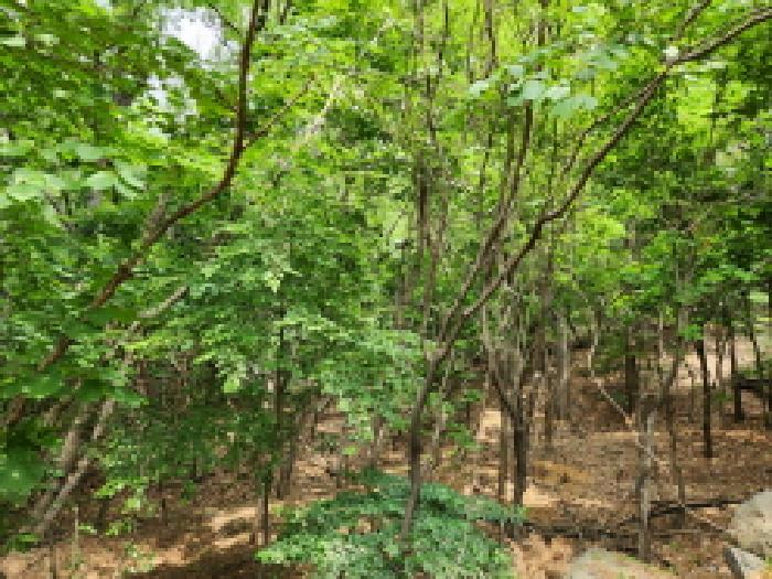 구리시 아천동 산16 임야 경매 물건 사진