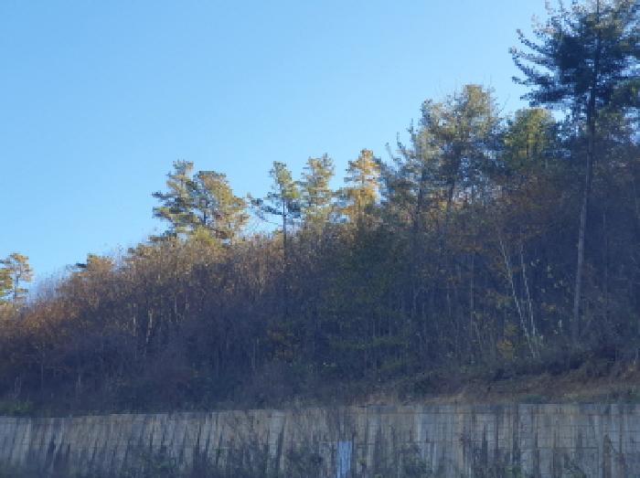 가평군 조종면 대보리 임야 경매 물건 사진