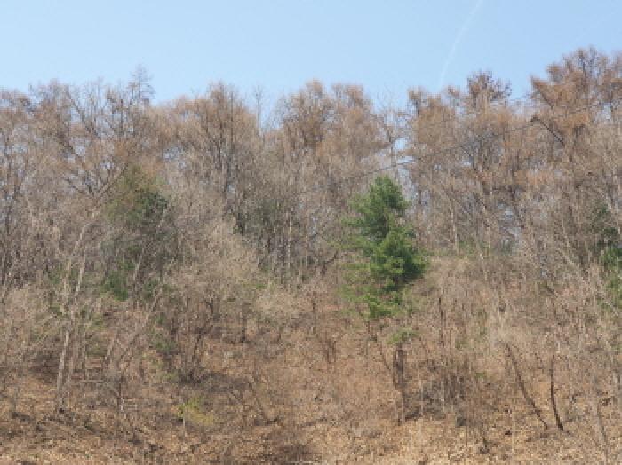 가평군 가평읍 산유리 임야 경매 물건 사진