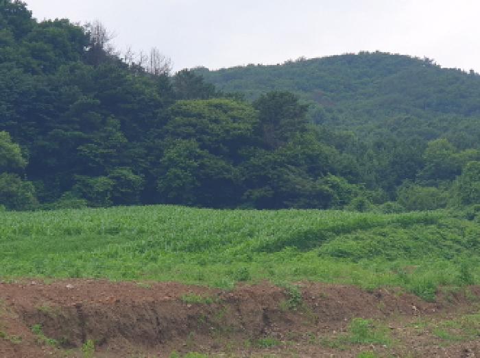가평군 상면 봉수리 전 경매 물건 사진