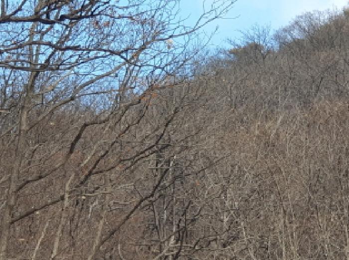 가평군 청평면 호명리 임야 경매 물건 사진