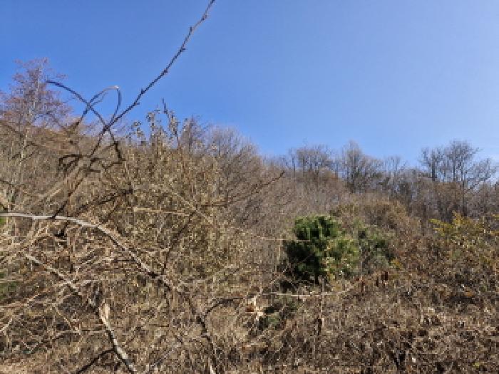 안산시 단원구 대부동동 임야 경매 물건 사진