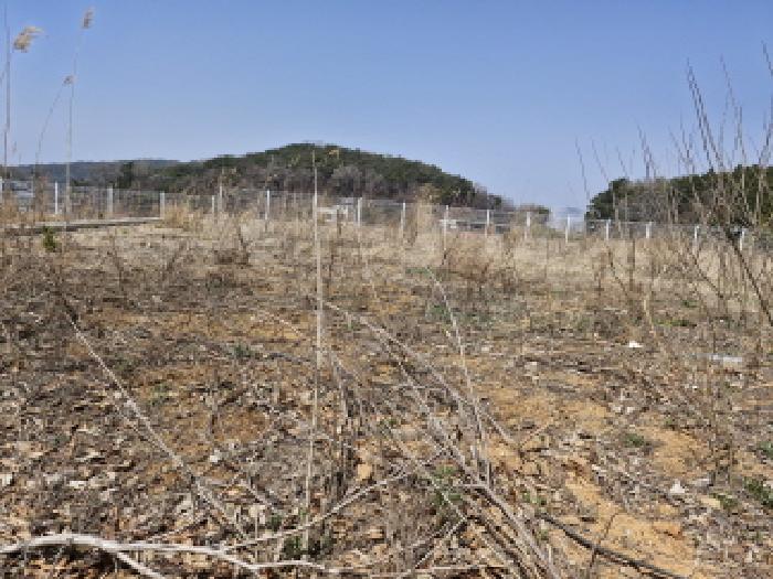 안산시 단원구 대부남동 과수원 경매 물건 사진