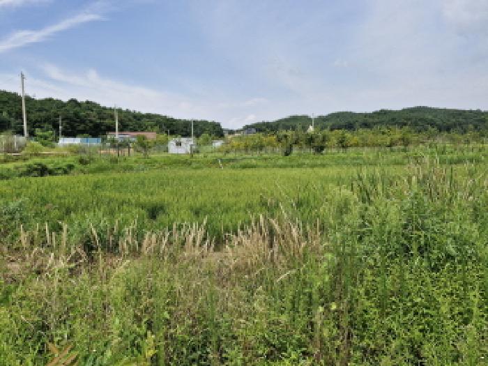 안산시 단원구 대부남동 답 경매 물건 사진